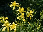 randers_pride_clump