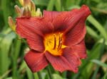 red_revel