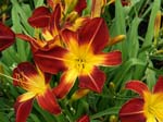 ruby_spider_clump