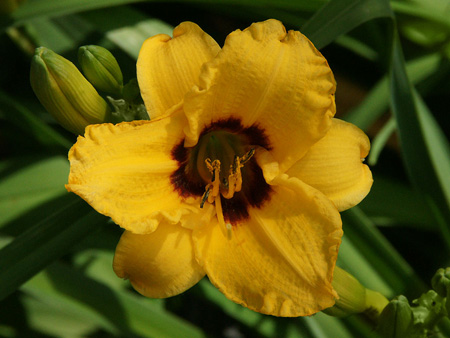 siloam_june_bug