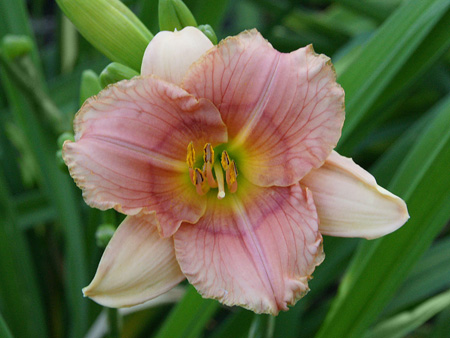siloam_pink_midget