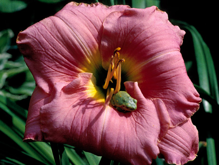 splendid_touch_frog