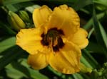siloam_june_bug