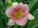 siloam_pink_midget