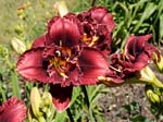 stellar_double_rose